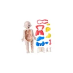 muneco-desmontable-de-organos