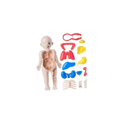 muneco-desmontable-de-organos
