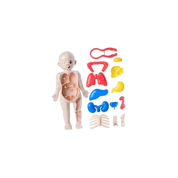 muñeco desmontable de organos 1 muneco-desmontable-de-organos